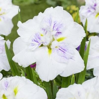 Iris ensata 'Dinner Plate Cupcake'